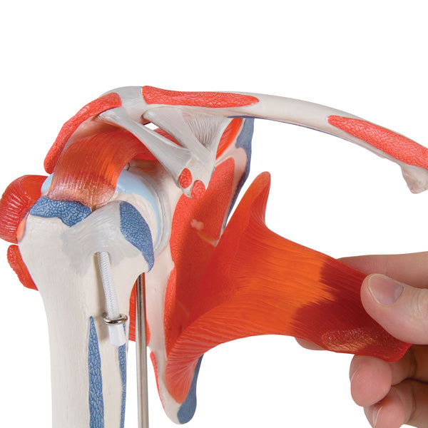 Shoulder joint with rotator cuff model - 5 parts