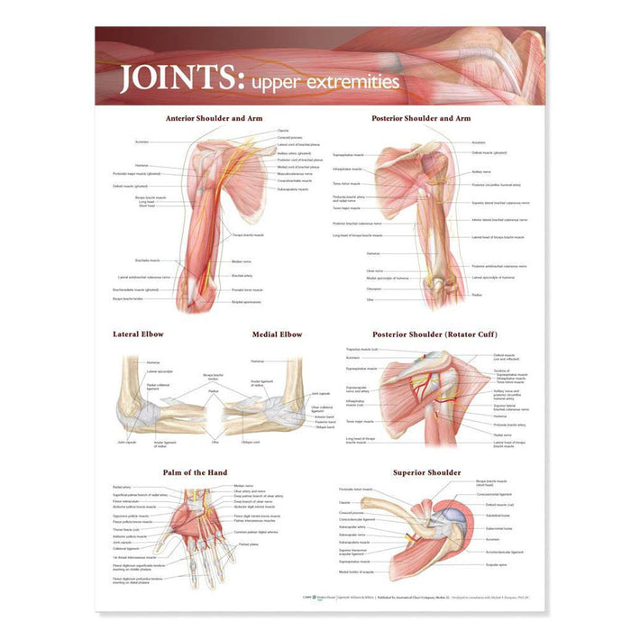 English Anatomical chart