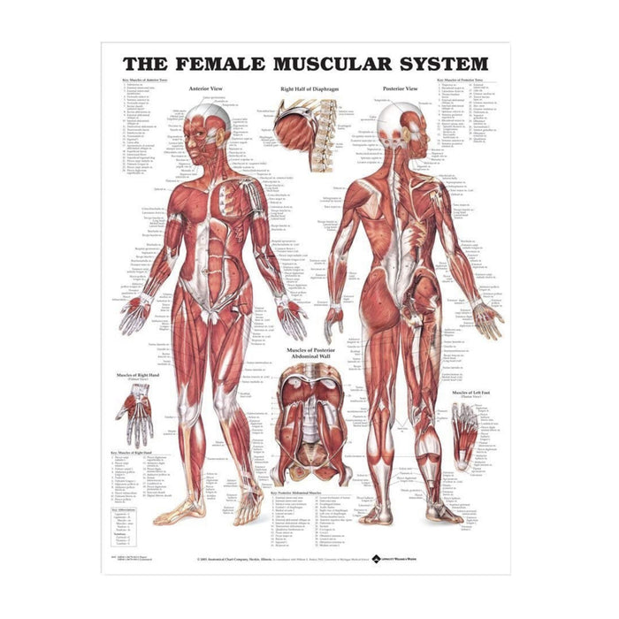 English Anatomical chart