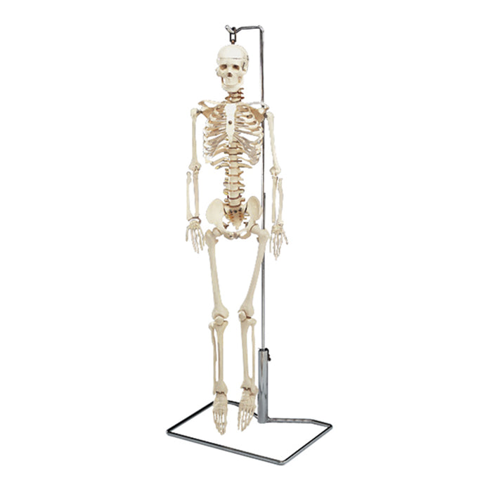 Model: Mr. Thrifty flexible skeleton 33.5"