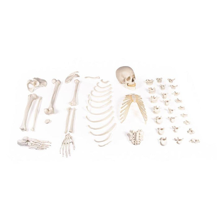 Half skeleton, unsassembled (bone collection)