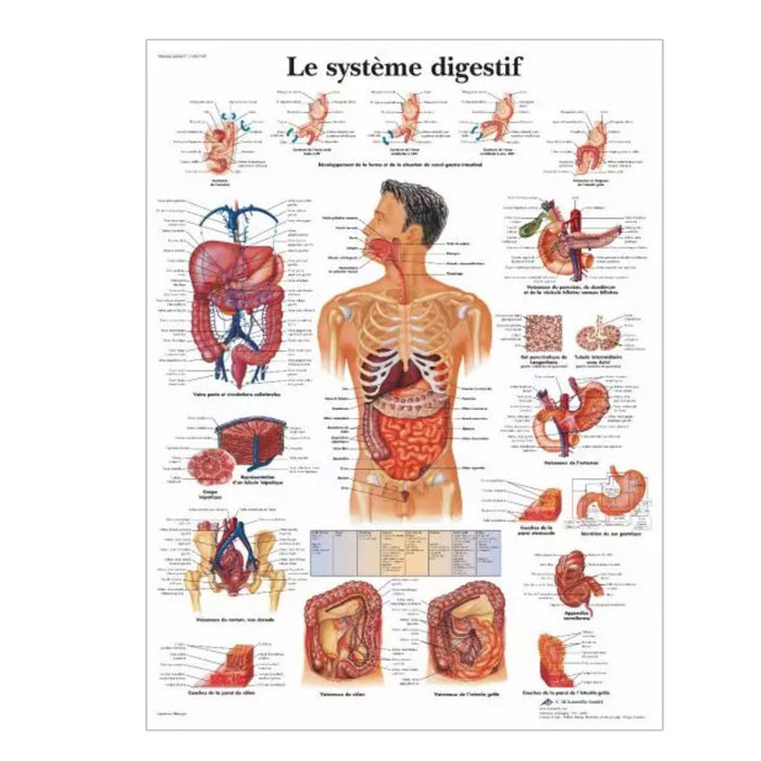 French anatomical charts