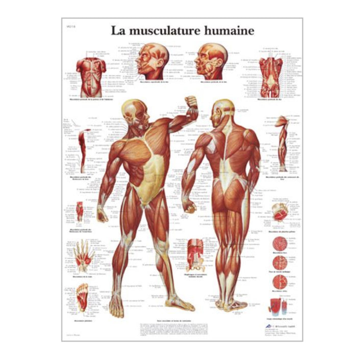 French anatomical charts