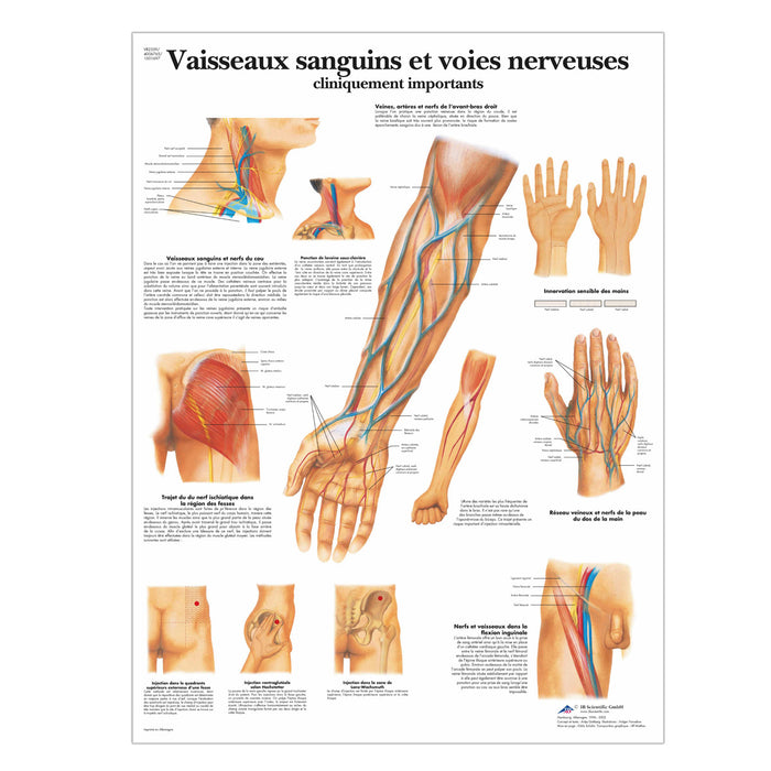 French anatomical charts