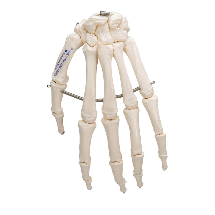 Model: Hand skeleton (wire mounted)