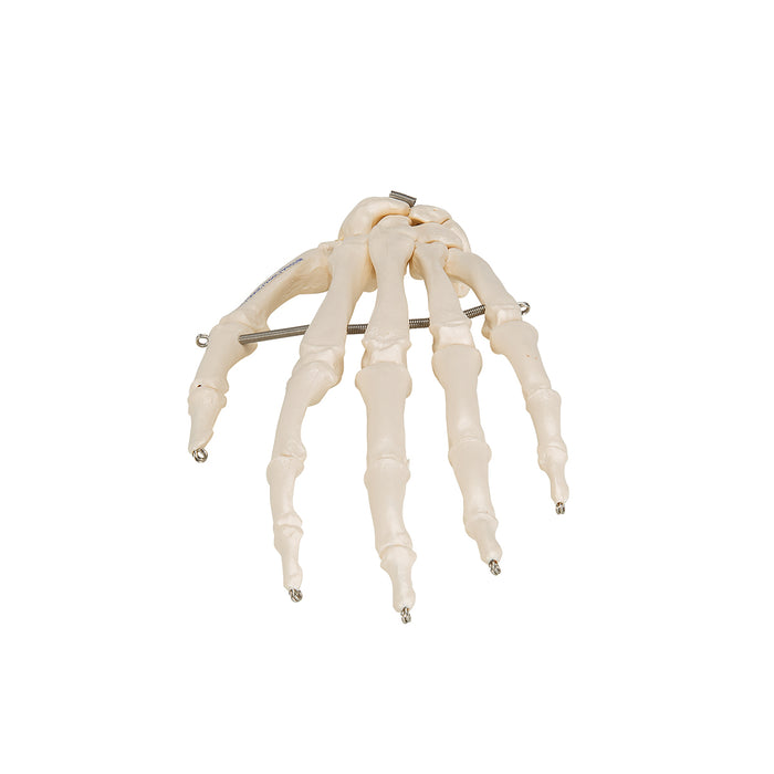 Model: Hand skeleton (wire mounted)