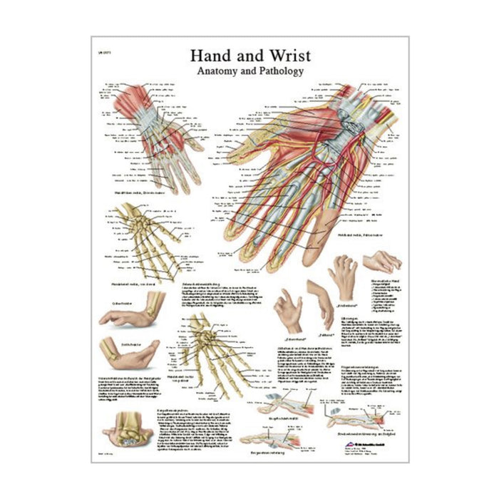 English Anatomical chart