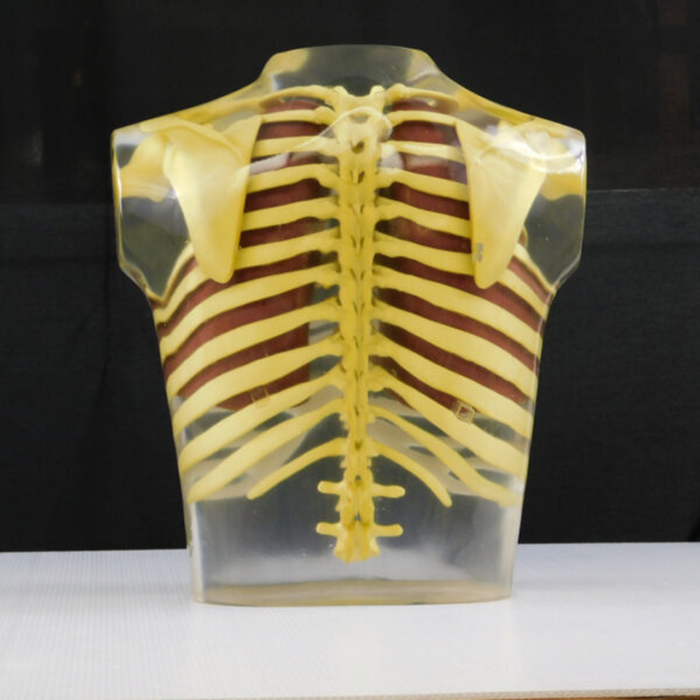 Phantom: Lungs-Thorax transparent