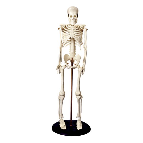 Tiny Tim The Miniature Skeleton