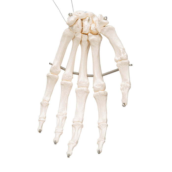 Model: Hand skeleton (wire mounted)