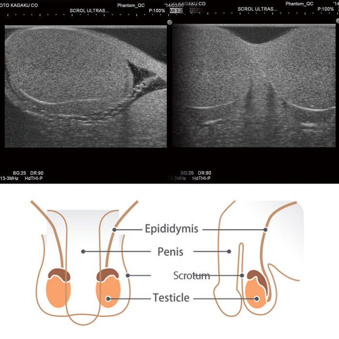 Scrotal ultrasound Phantom