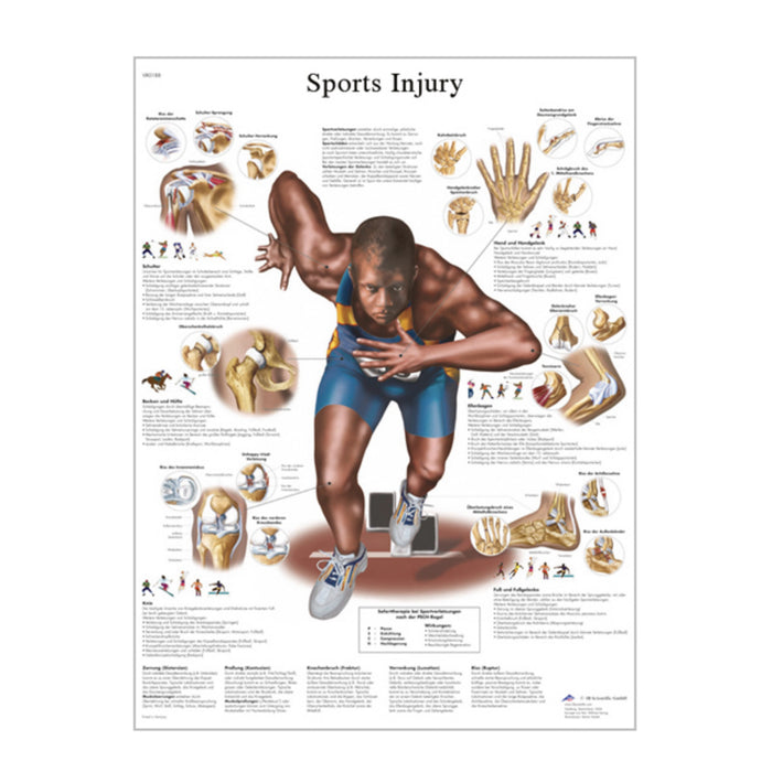 English Anatomical chart