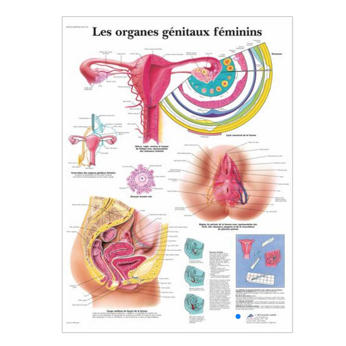 Chartes anatomiques en français