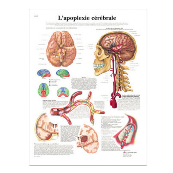 French anatomical charts