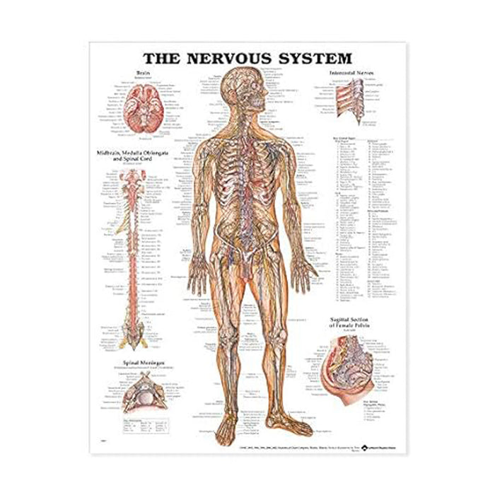 English Anatomical chart