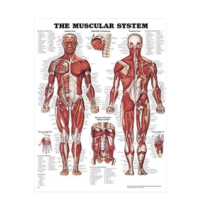 English Anatomical chart