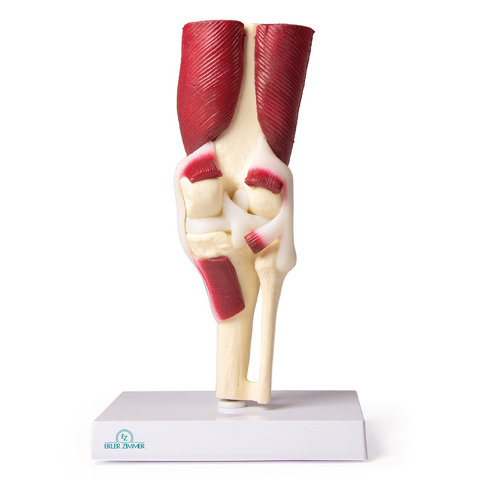 Knee Joint model,  life size,  with muscles