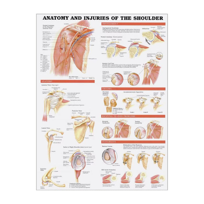 English Anatomical chart