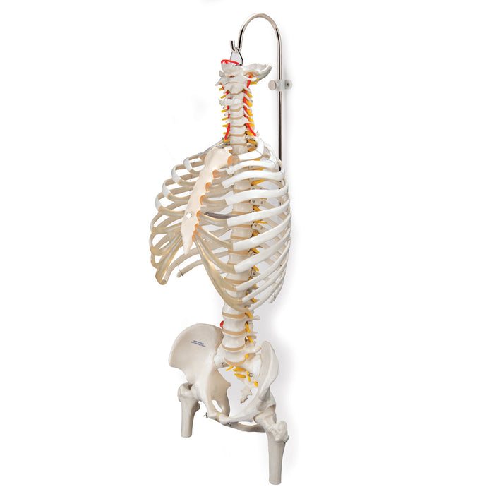 Support pour colonne vertebrale