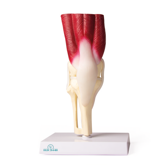 Knee Joint model,  life size,  with muscles