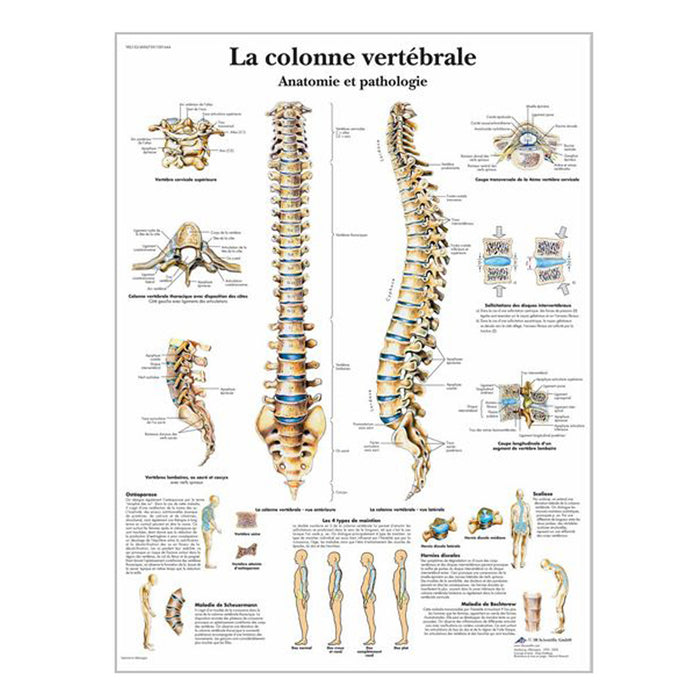 French anatomical charts