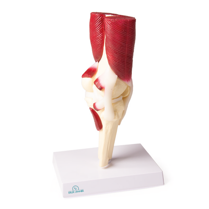 Knee Joint model,  life size,  with muscles