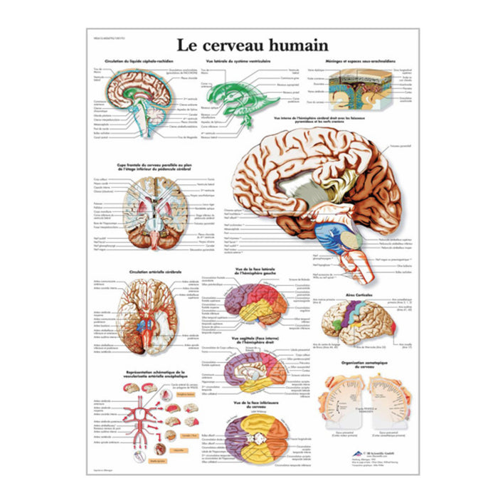 French anatomical charts