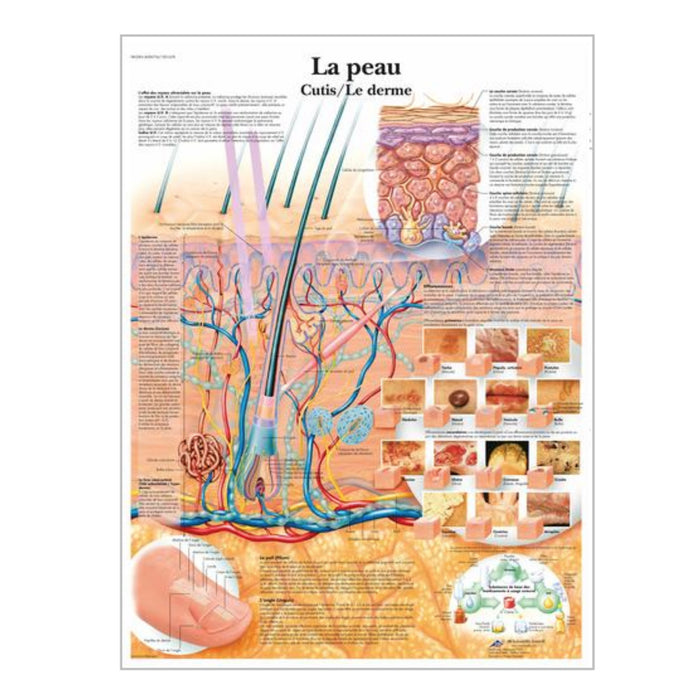 French anatomical charts