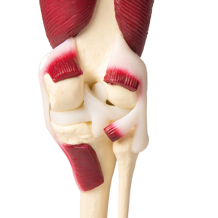 Knee Joint model,  life size,  with muscles