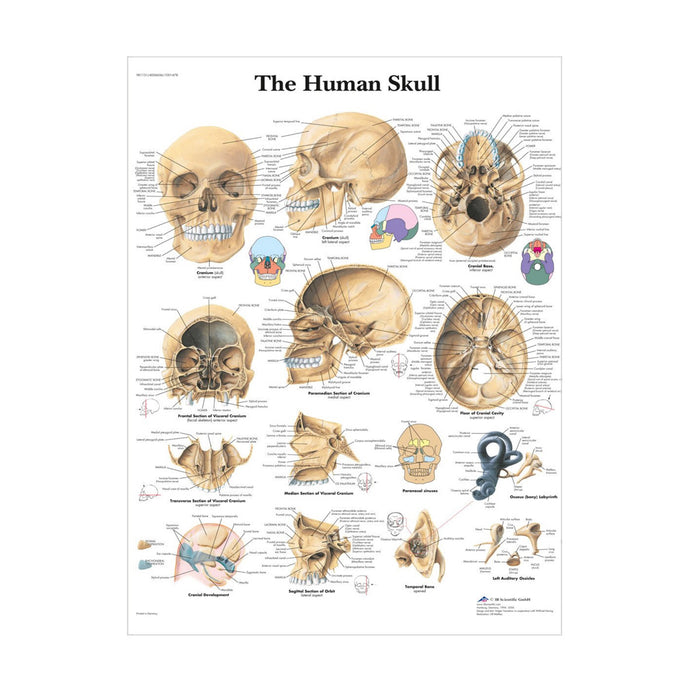 English Anatomical chart