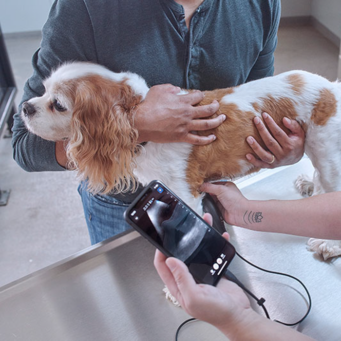 Butterfly IQ+ VET veterinary ultrasound (with USB-C charger)