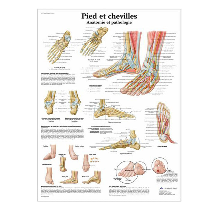 French anatomical charts