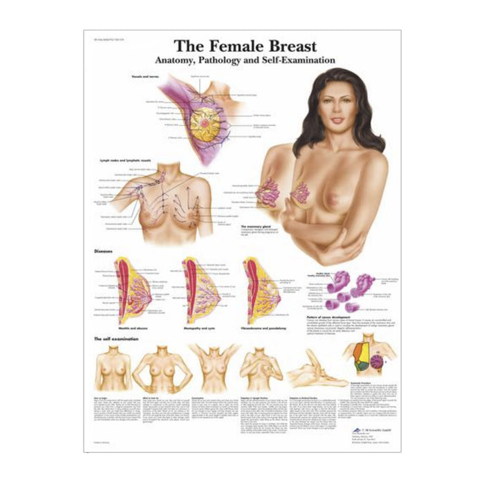 English Anatomical chart