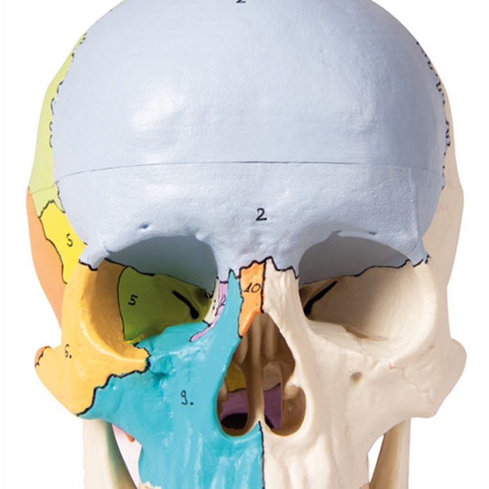 Modèle: Crâne blanc aimanté 3 morceaux avec couleurs
