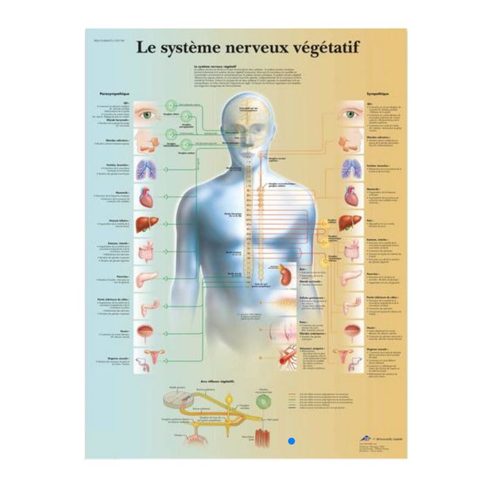 French anatomical charts