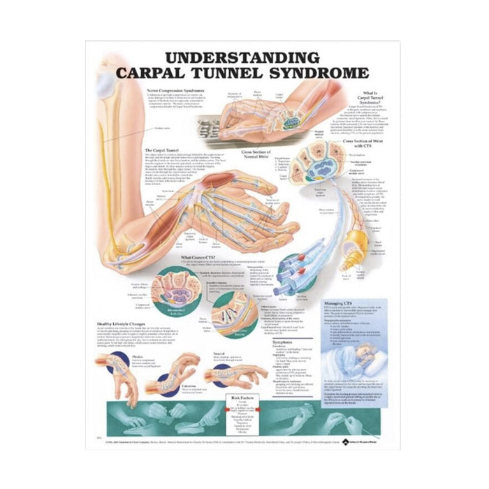 English Anatomical chart