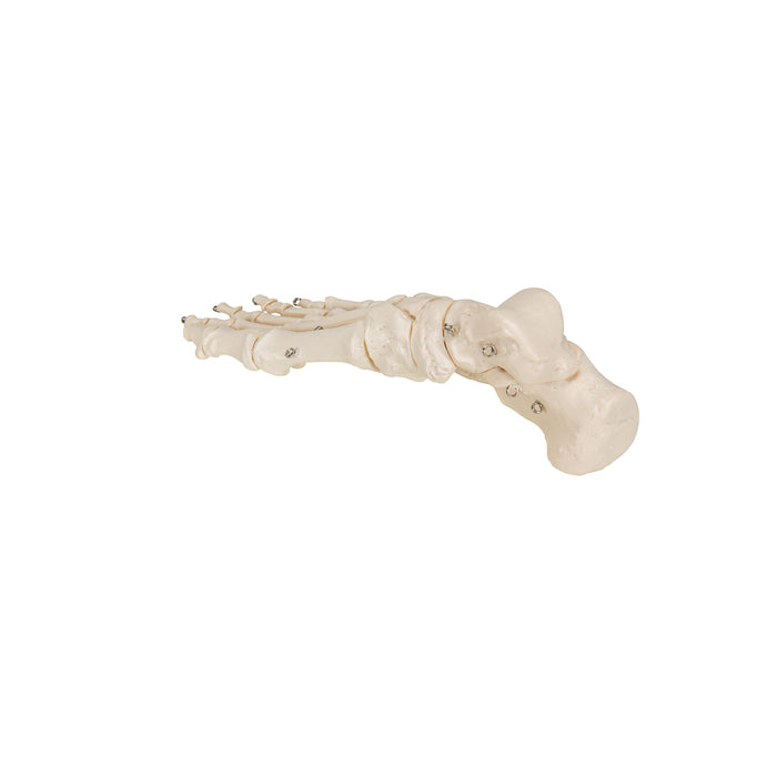 Model: Foot skeleton