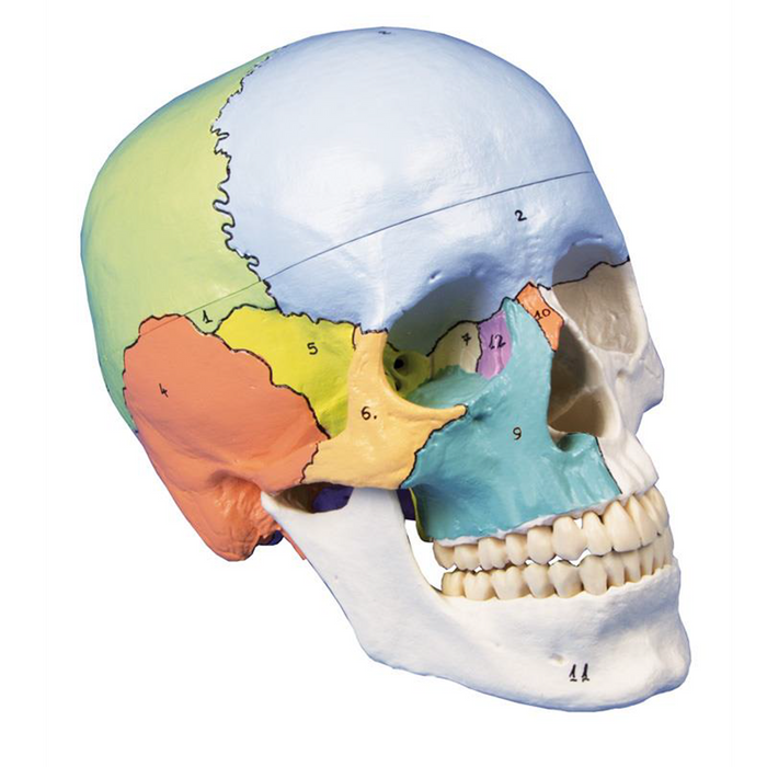 Model: White magnetized skull 3 pieces with colors