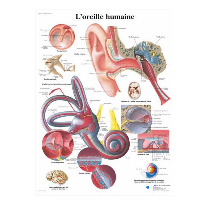 French anatomical charts