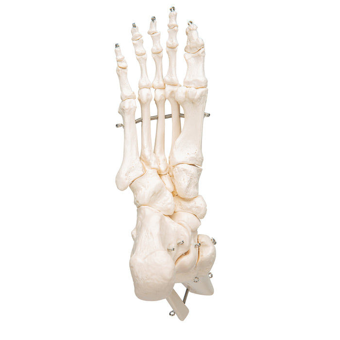 Model: Foot skeleton w/tibia