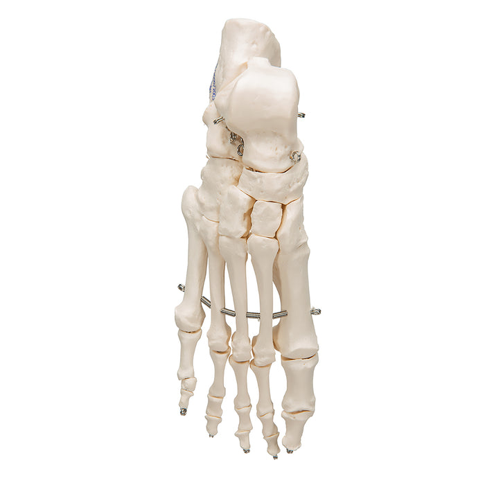 Model: Foot skeleton