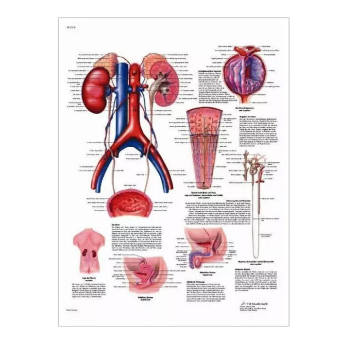 French anatomical charts