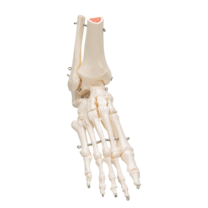 Model: Foot skeleton w/tibia