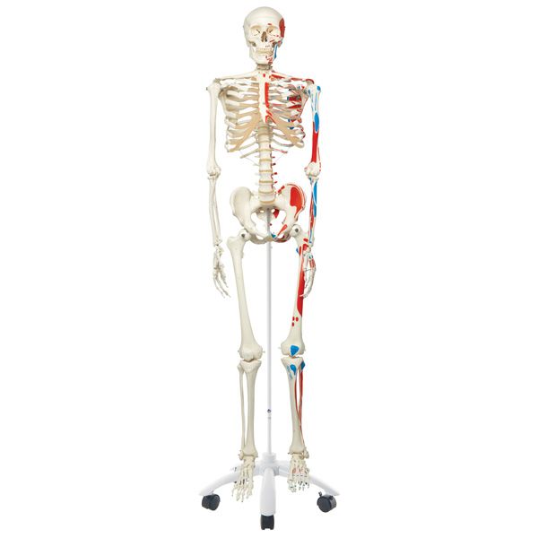 Max the classic muscle skeleton