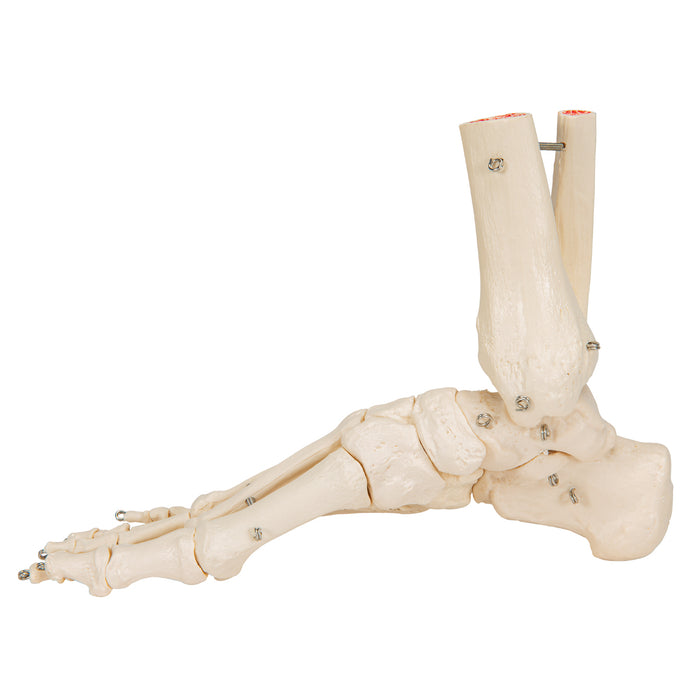 Model: Foot skeleton w/tibia