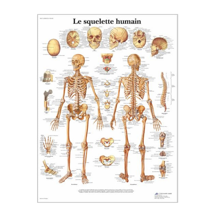 French anatomical charts