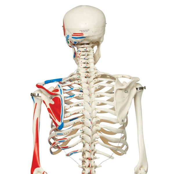 Max the classic muscle skeleton