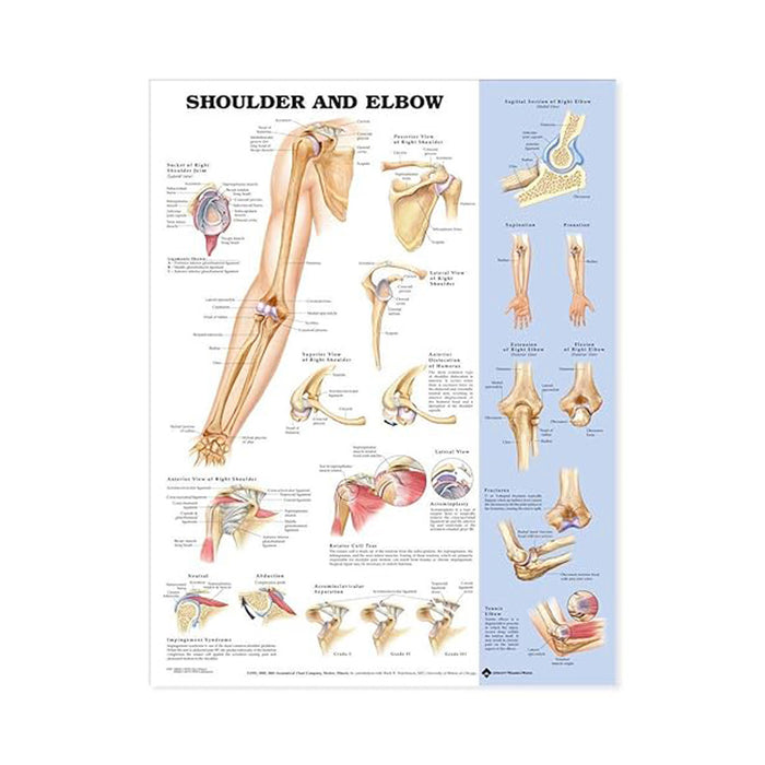 English Anatomical chart