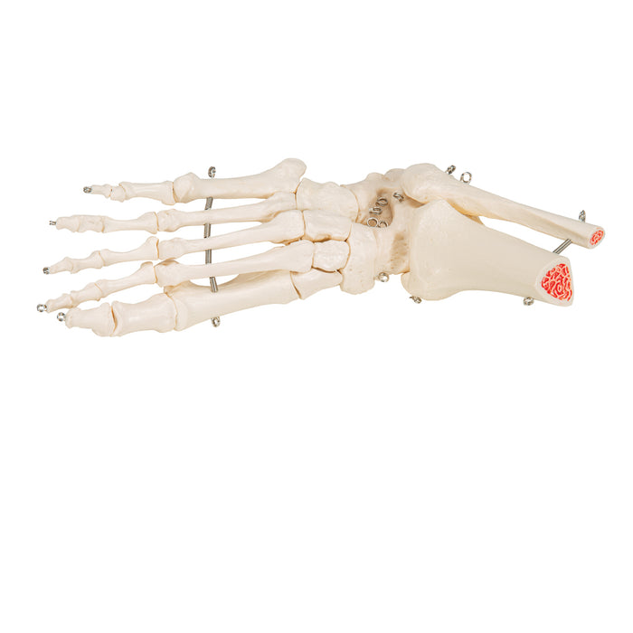 Model: Foot skeleton w/tibia