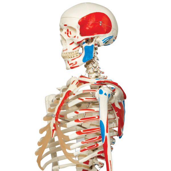 Max the classic muscle skeleton